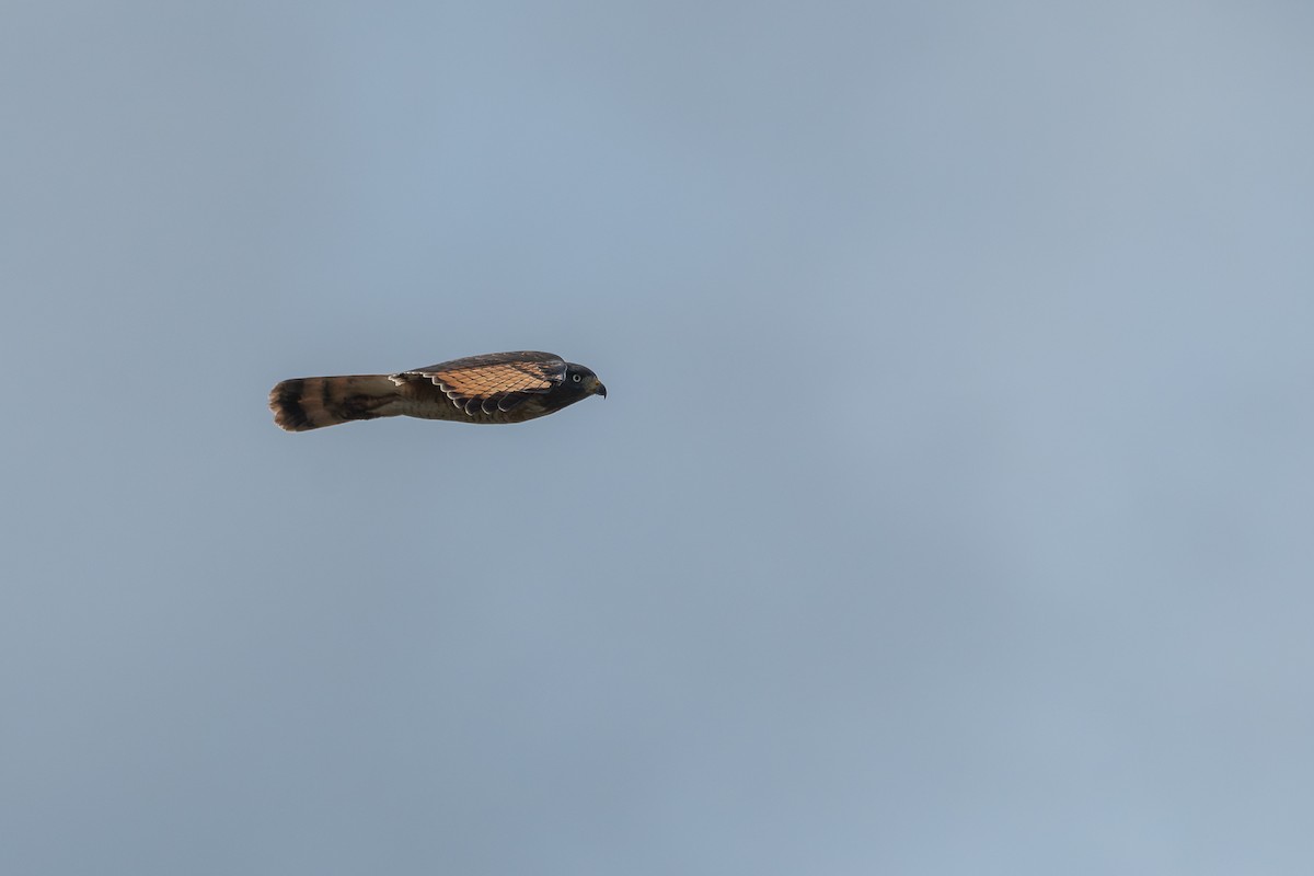 Roadside Hawk - ML618938693