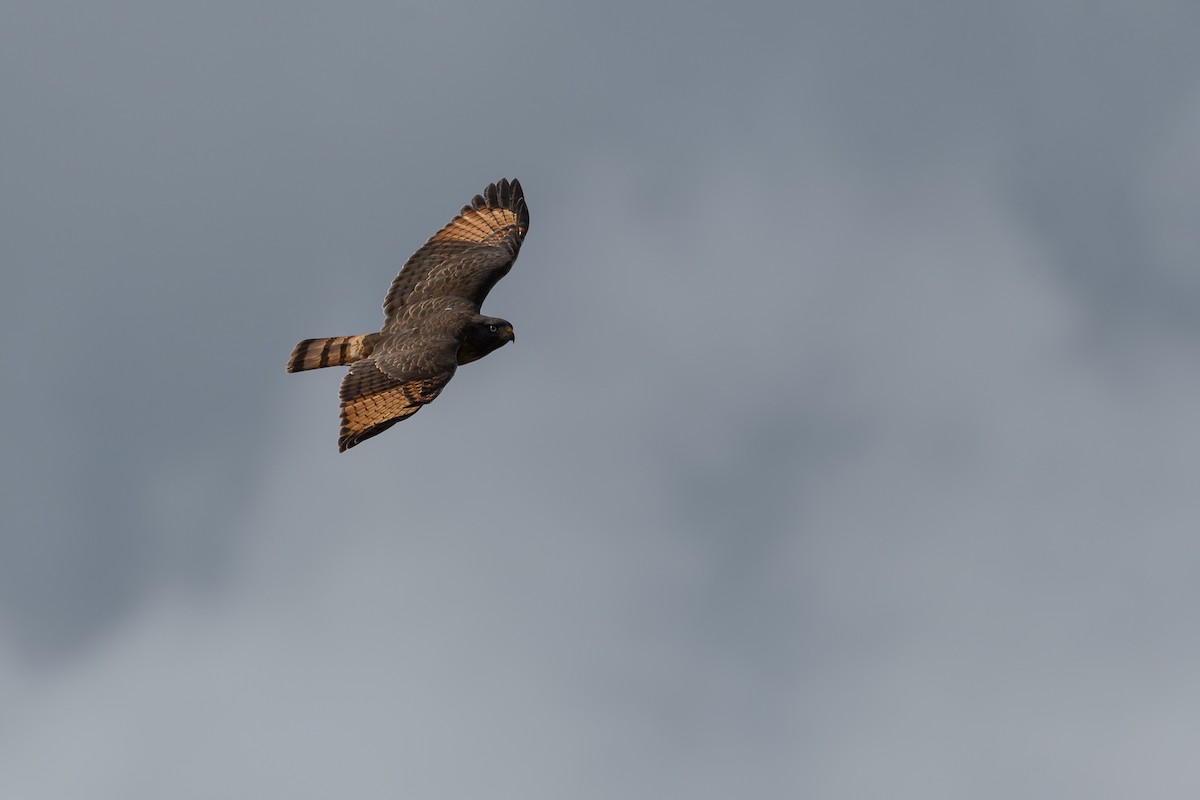 Roadside Hawk - Nicolas Mazzini