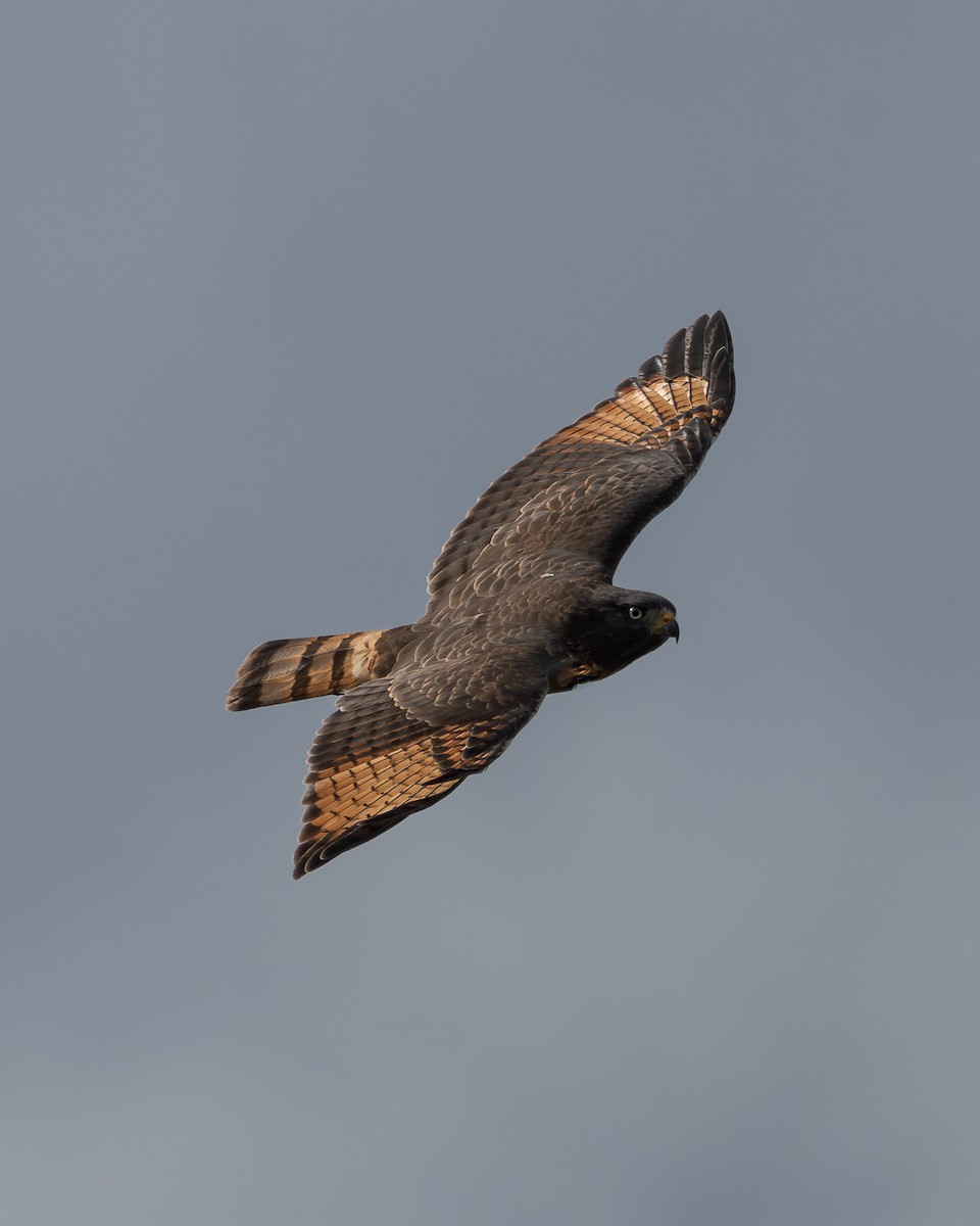 Roadside Hawk - ML618938695