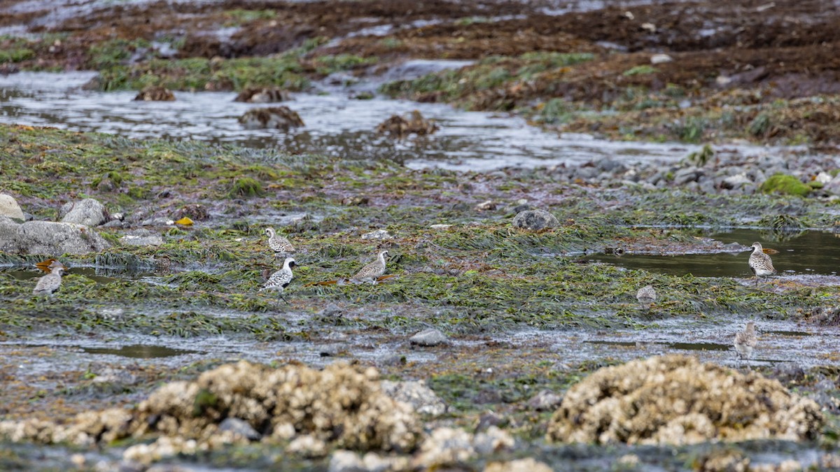 Black-bellied Plover - Denise Turley