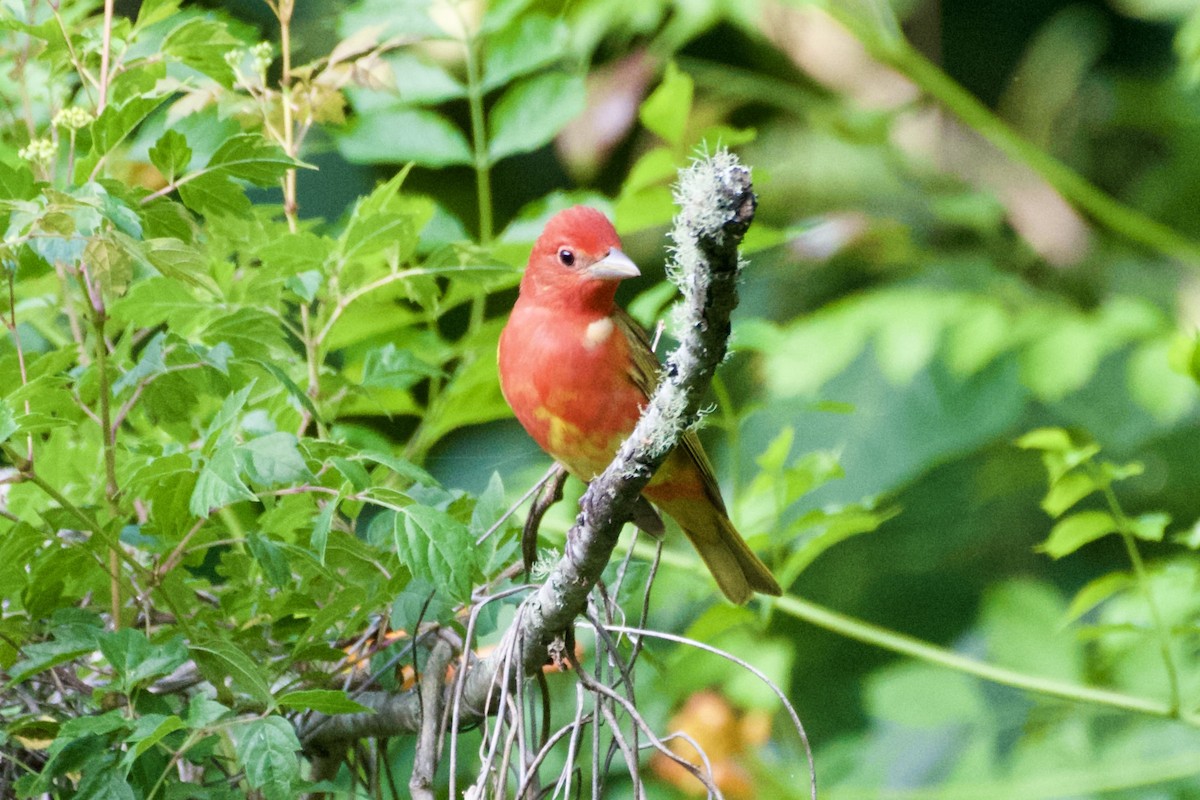 Summer Tanager - ML618938707