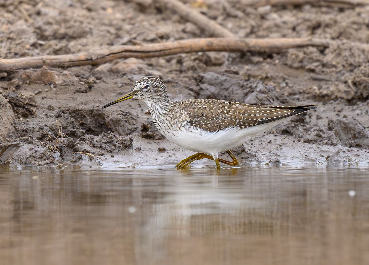 Solitary Sandpiper - Cecilia Riley