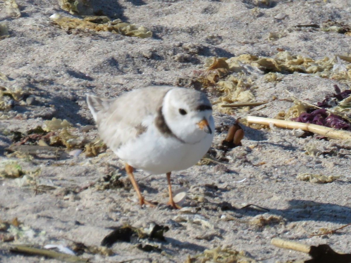 Piping Plover - William Noble