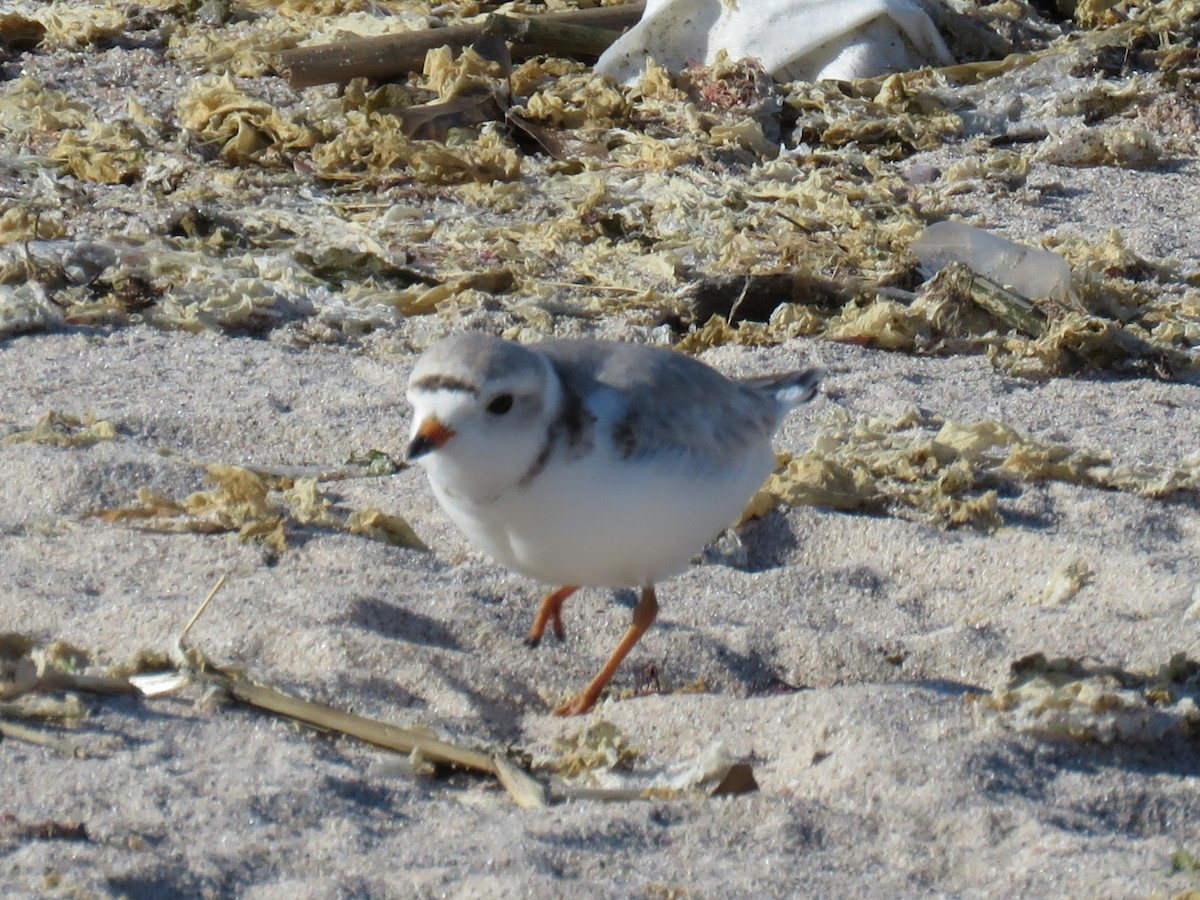 Piping Plover - William Noble