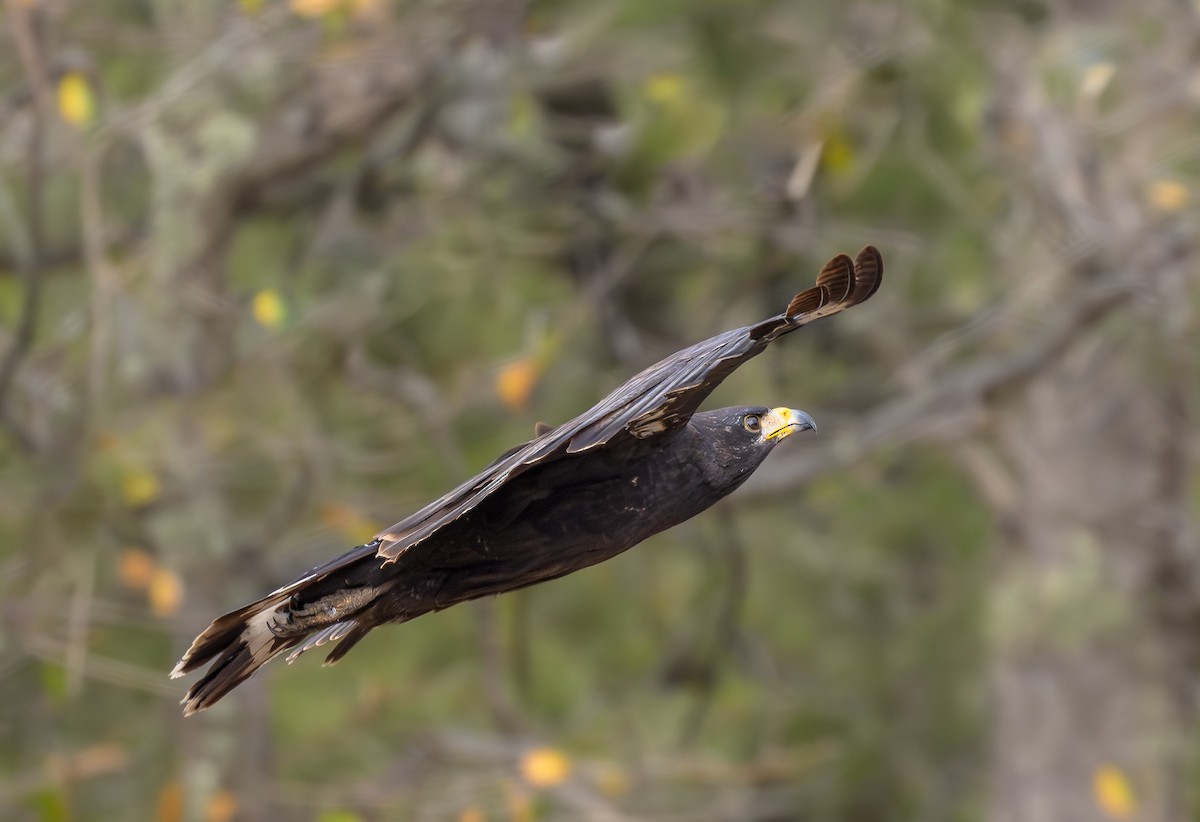 Common Black Hawk - ML618938734