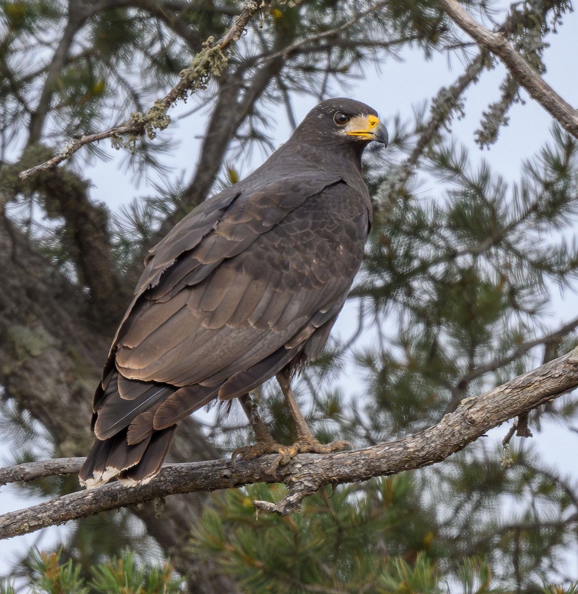 Common Black Hawk - ML618938735