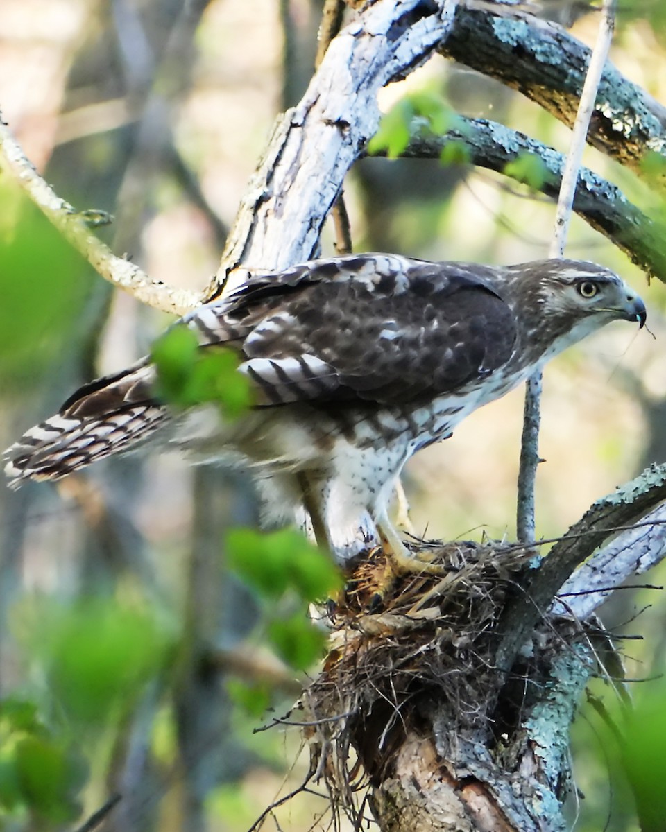 Red-tailed Hawk - Allie Kleber