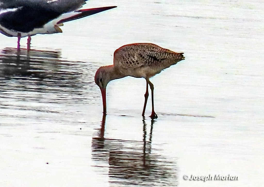 Marbled Godwit - ML618938749