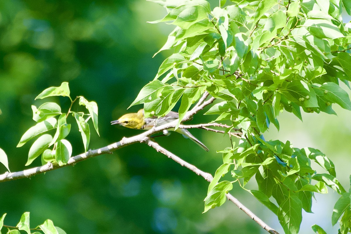 Black-throated Green Warbler - ML618938753