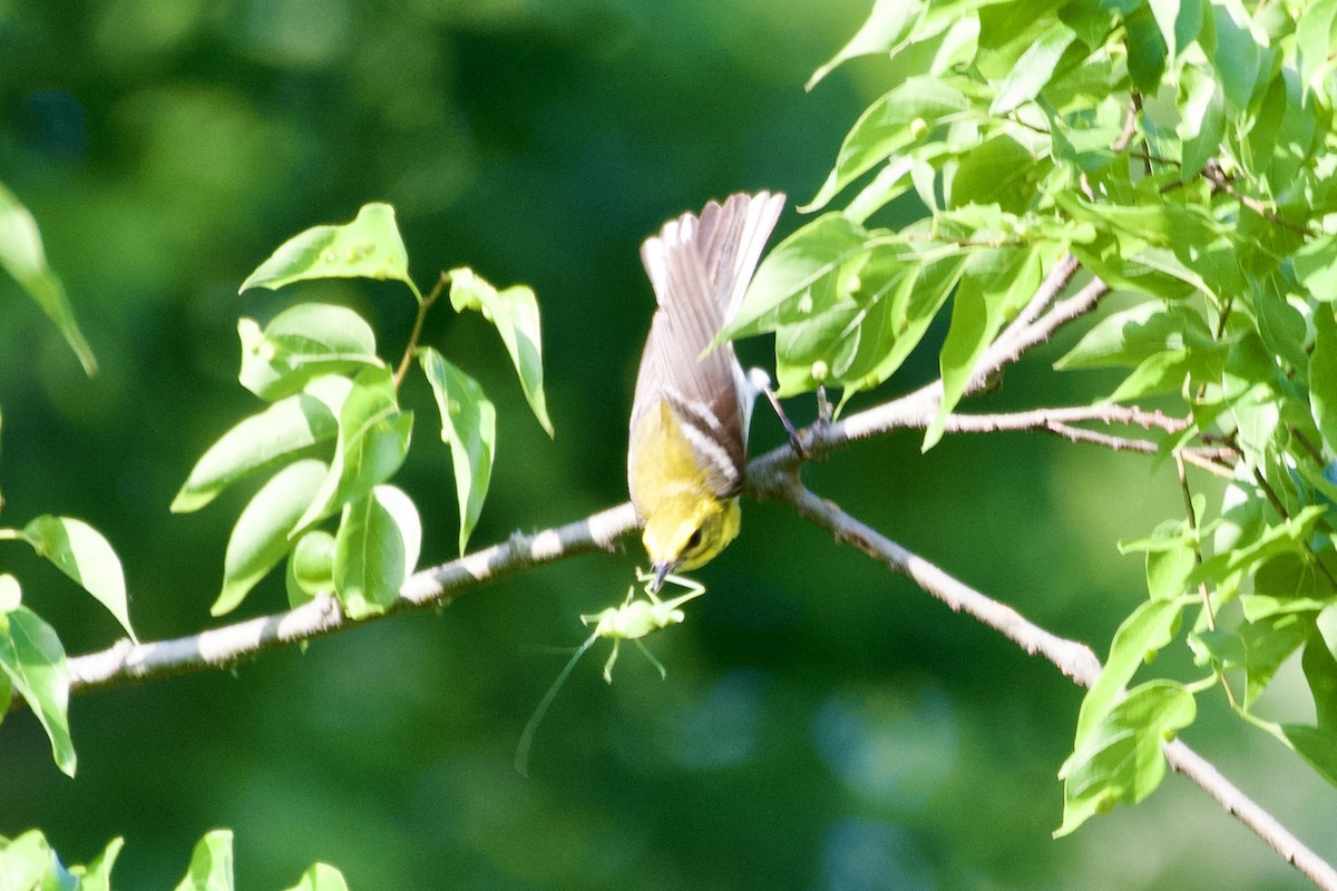 Black-throated Green Warbler - ML618938754