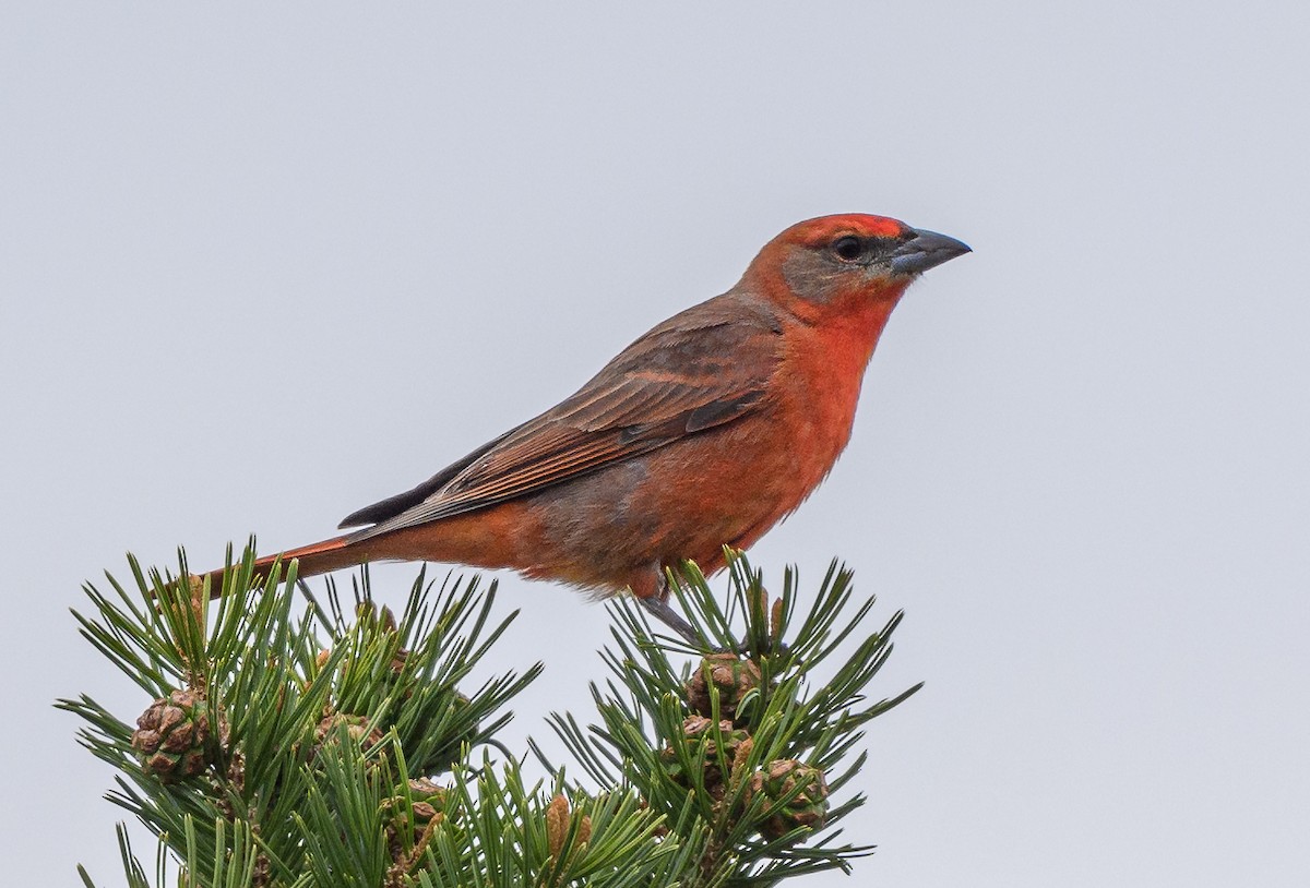 Hepatic Tanager - Cecilia Riley