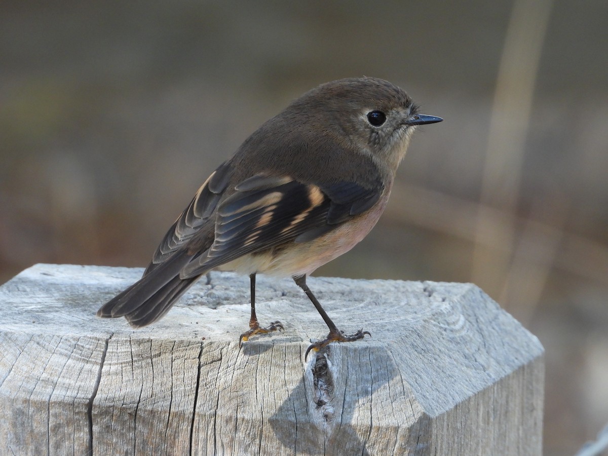 Pink Robin - troy and karyn zanker