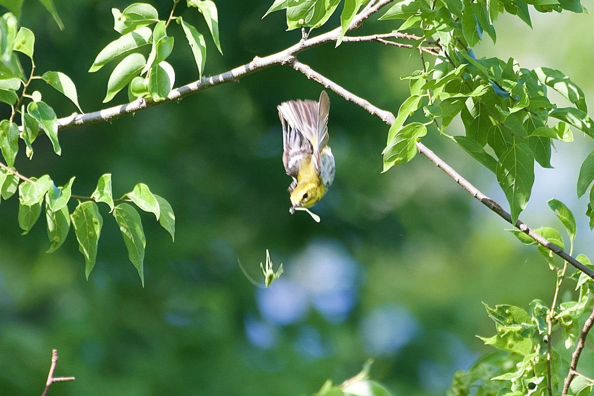 Black-throated Green Warbler - ML618938759