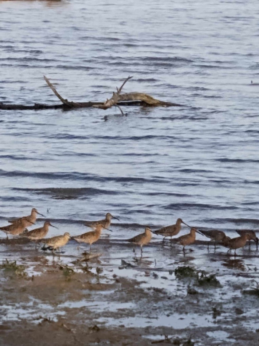 Short-billed Dowitcher - ML618938761