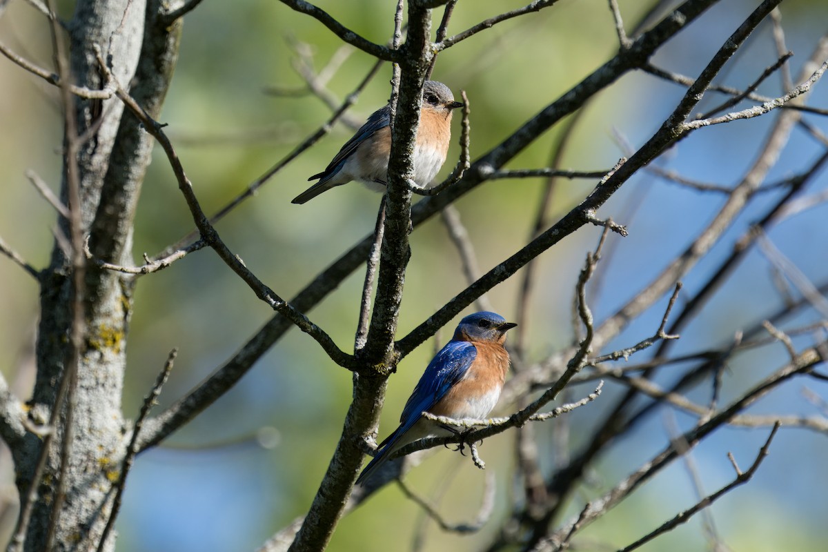 Eastern Bluebird - Paco Luengo