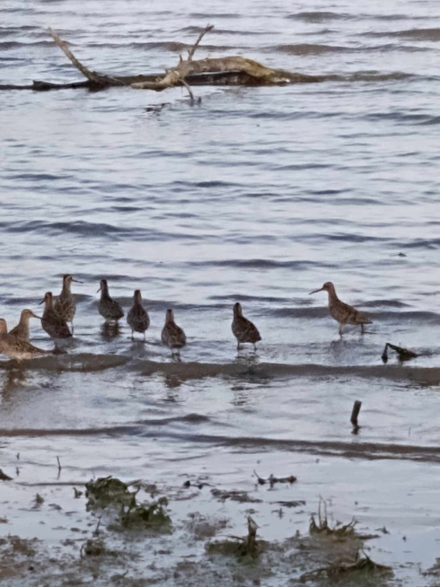 Short-billed Dowitcher - ML618938775