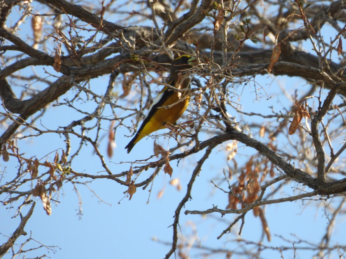 Evening Grosbeak - Carl Lundblad