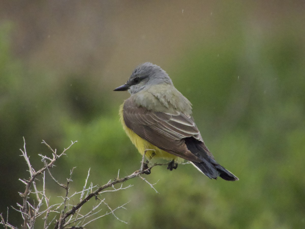 Western Kingbird - ML618938782