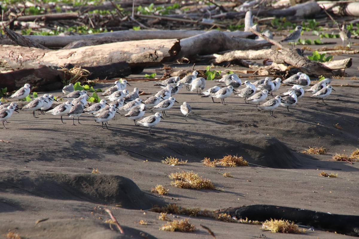 Western Sandpiper - Gerry Zeit