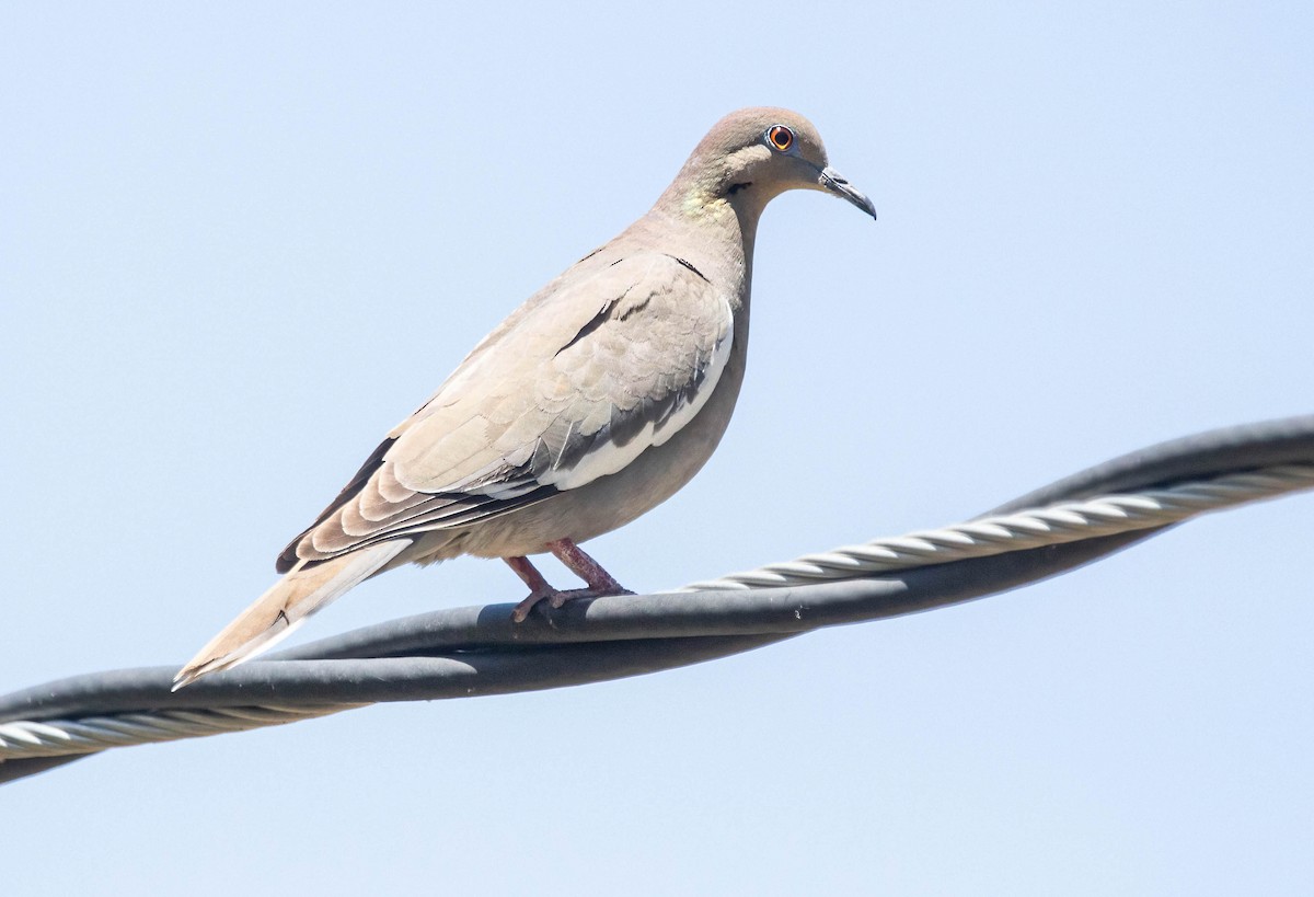 White-winged Dove - ML618938805