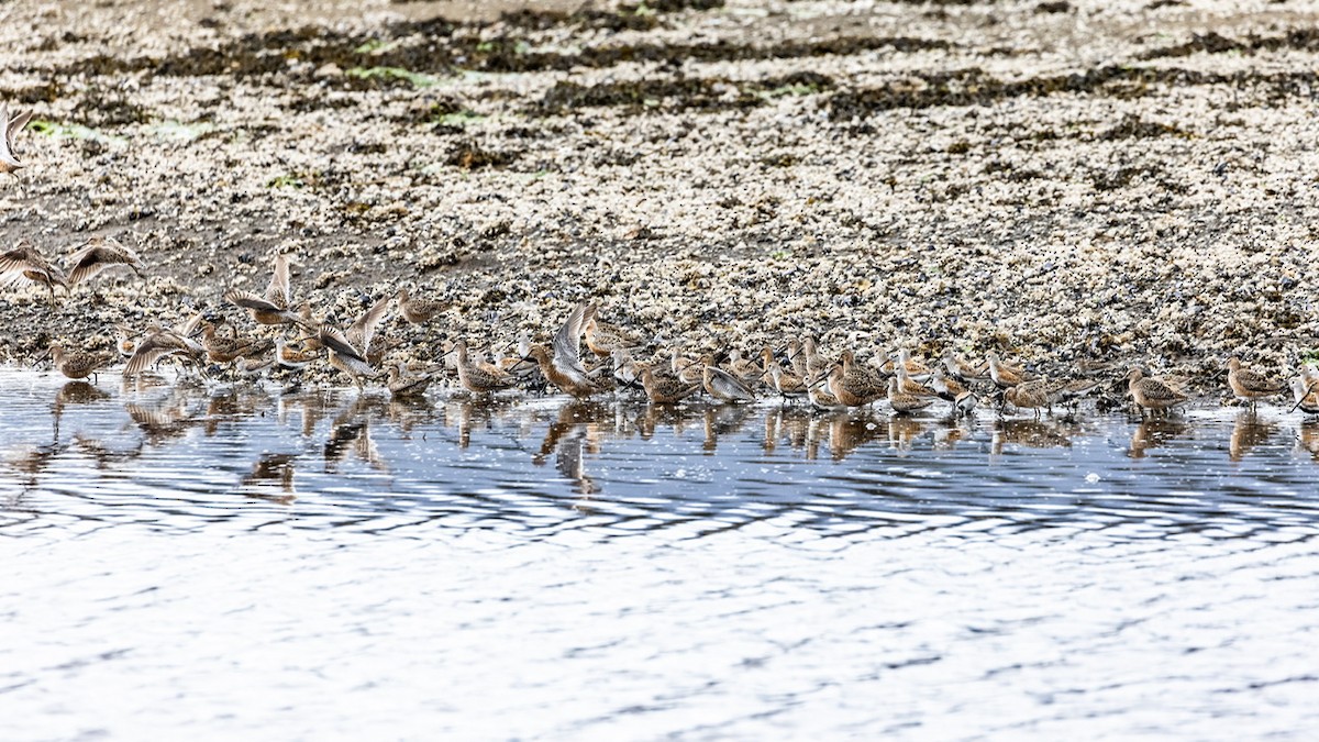 Short-billed Dowitcher - Denise Turley