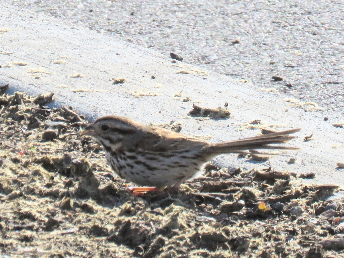 Song Sparrow - William Noble