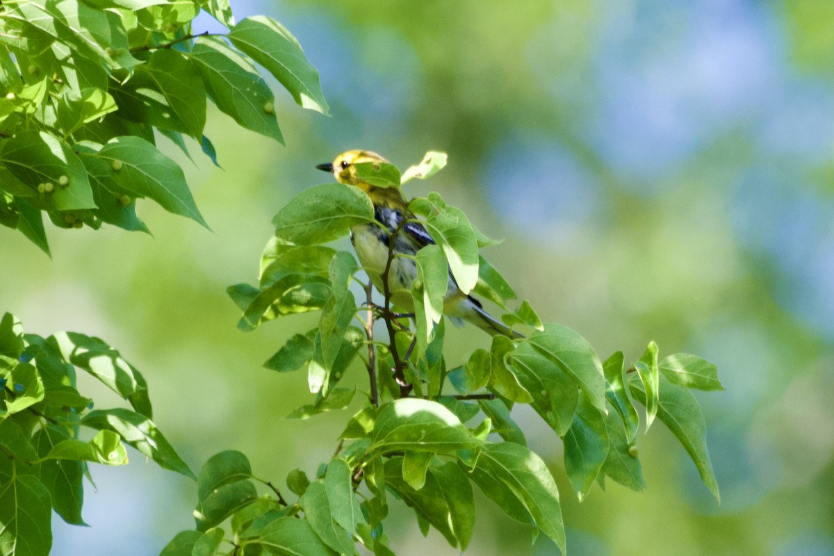 Black-throated Green Warbler - ML618938826