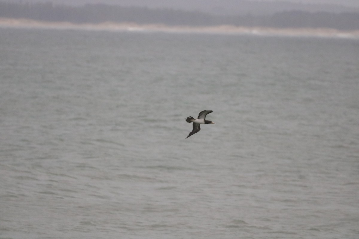 Brown Booby - Henrique Ressel