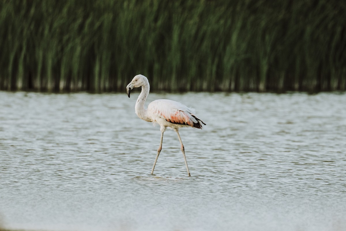 Chilean Flamingo - ML618938870