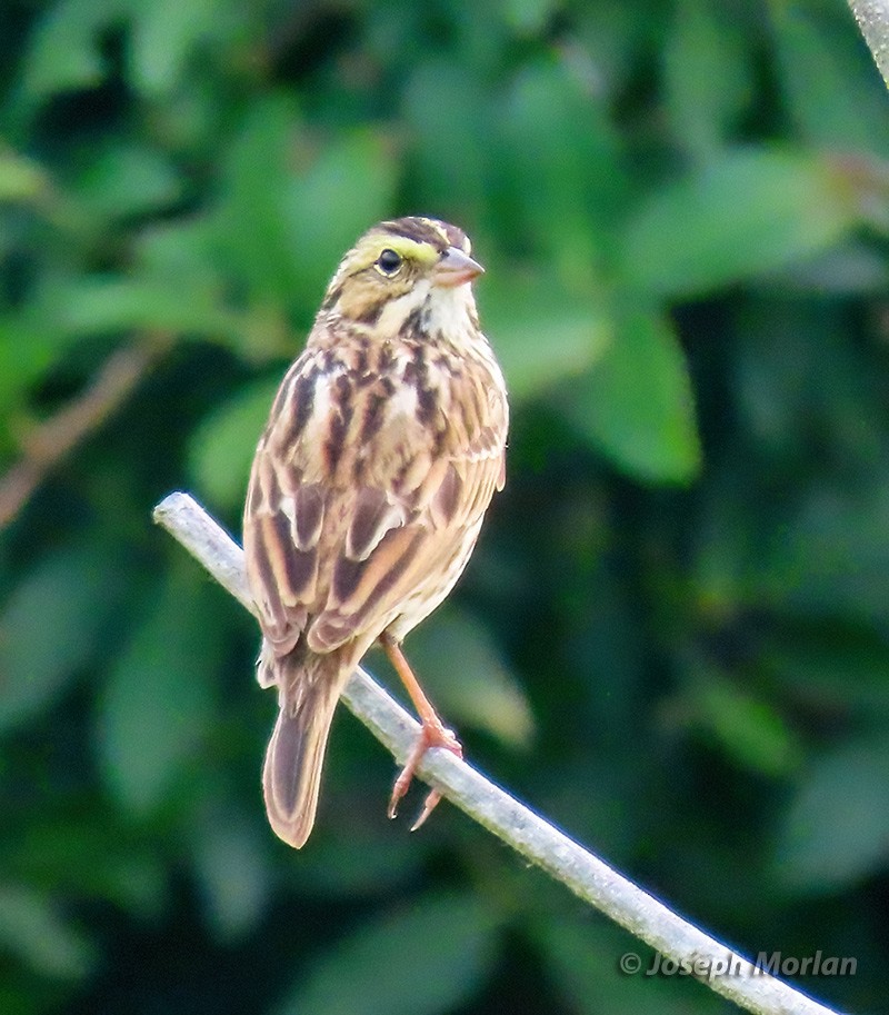 Savannah Sparrow - Joseph Morlan