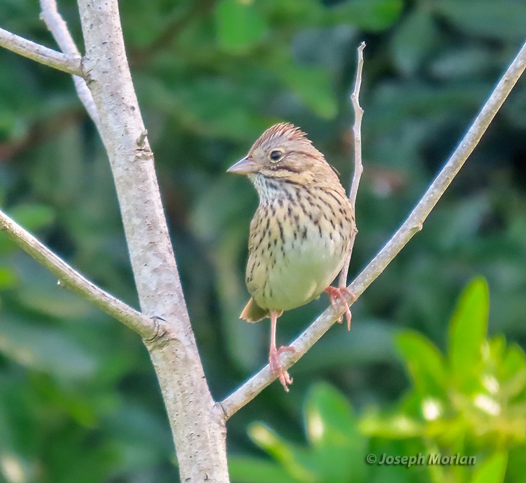 Lincoln's Sparrow - Joseph Morlan