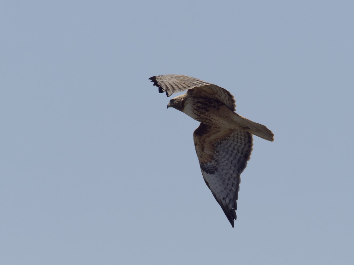 Red-tailed Hawk - Sochetra Ly