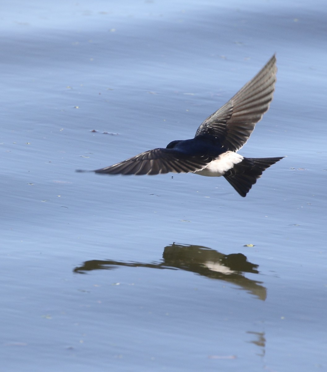 Chilean Swallow - Aaron David