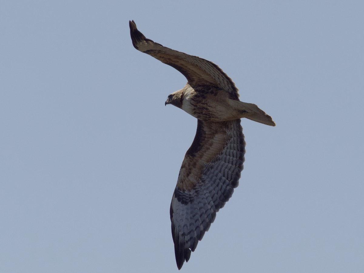 Red-tailed Hawk - Sochetra Ly