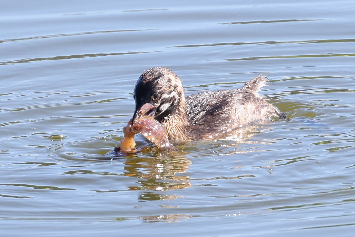 Pied-billed Grebe - Garrett Lau