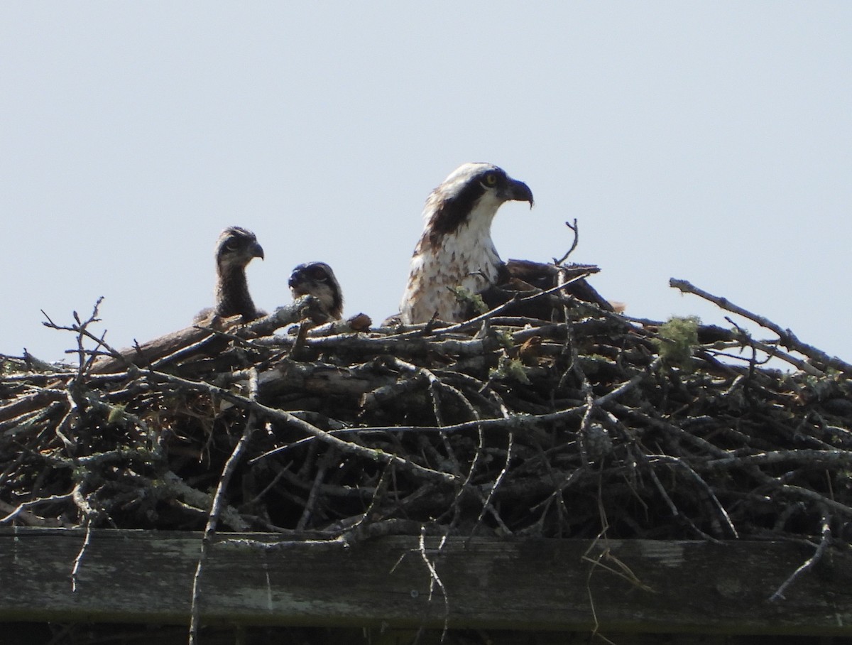 Osprey - Evan Kidd