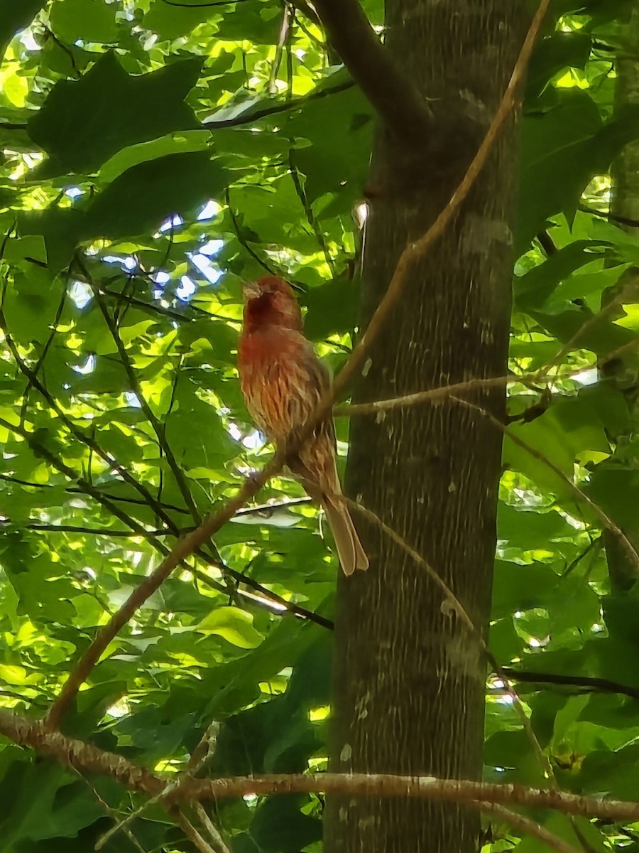 House Finch - ML618938904