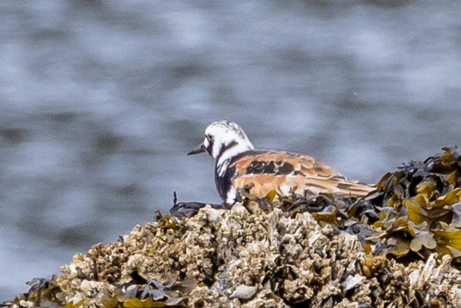 Ruddy Turnstone - ML618938911