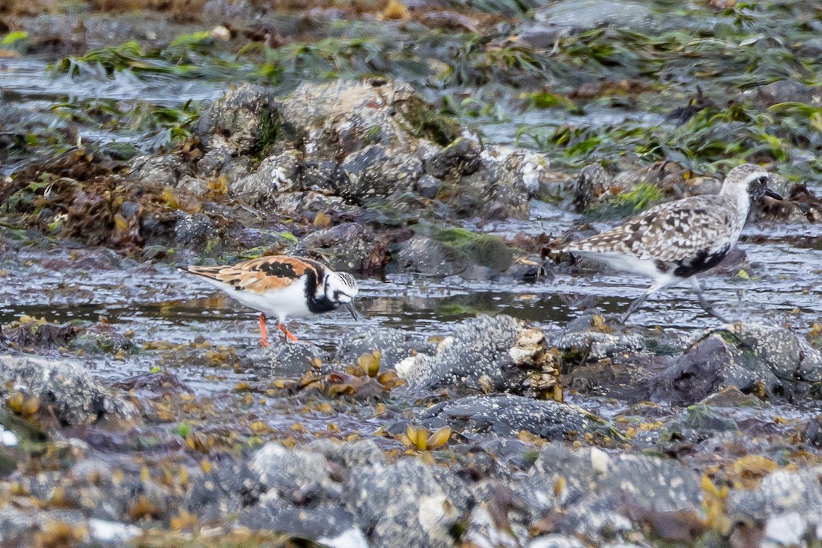 Ruddy Turnstone - ML618938914