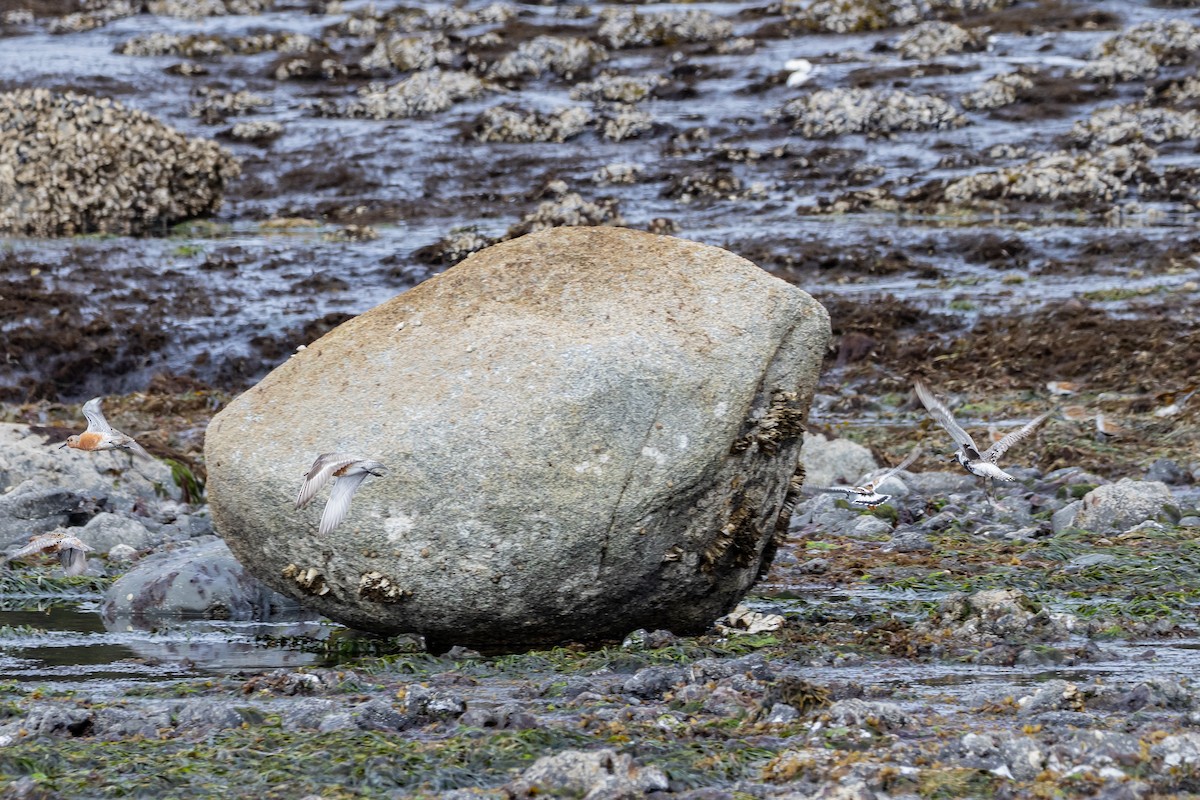 Ruddy Turnstone - ML618938915