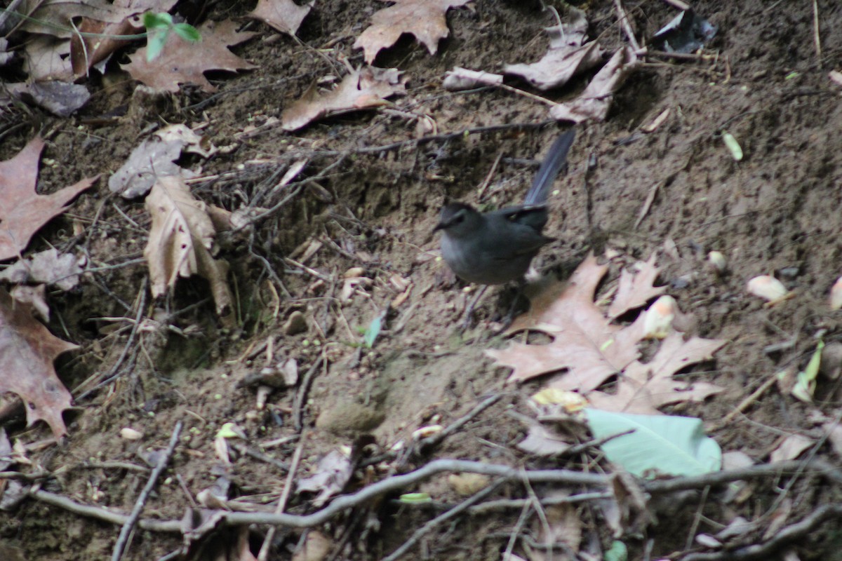 Gray Catbird - Lois Forster