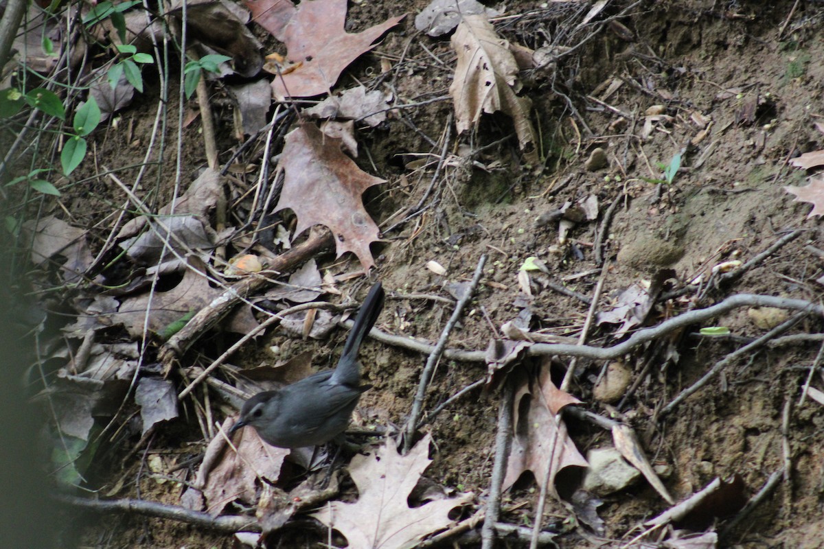 Gray Catbird - Lois Forster