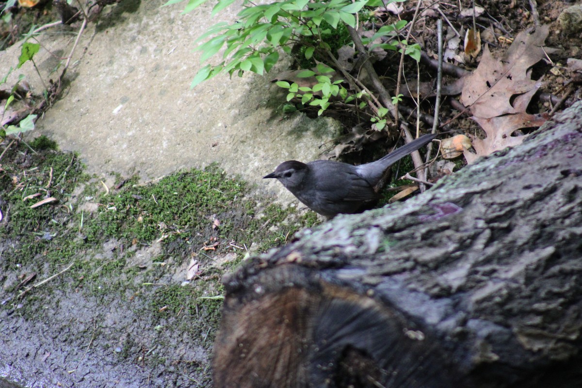 Gray Catbird - Lois Forster