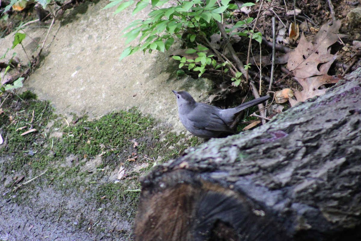 Gray Catbird - ML618938929