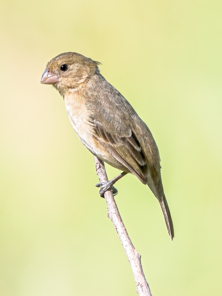 Morelet's Seedeater - Steven Lasley