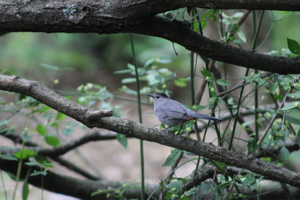 Gray Catbird - ML618938931