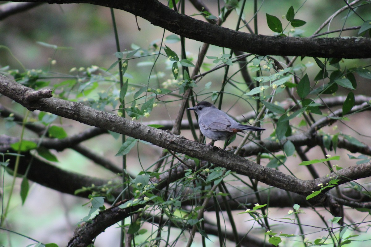 Gray Catbird - ML618938932