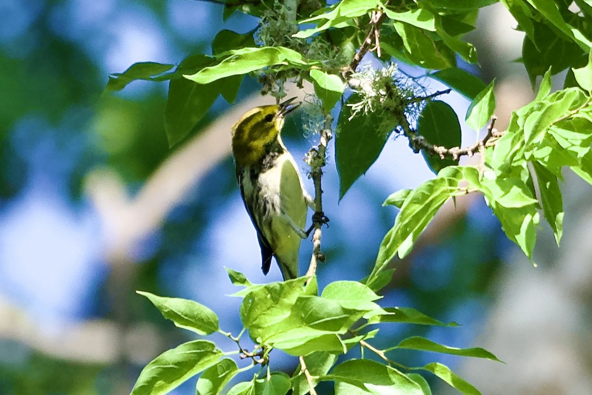 Black-throated Green Warbler - ML618938939