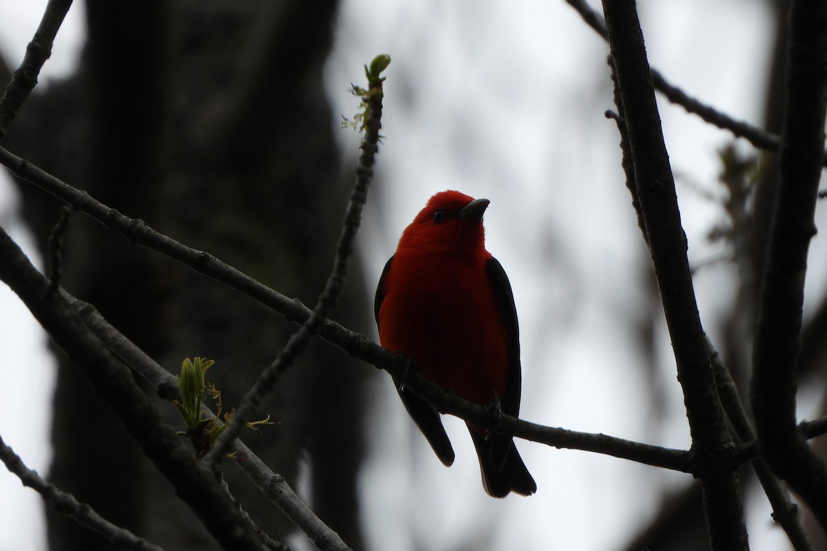 Scarlet Tanager - ML618938941