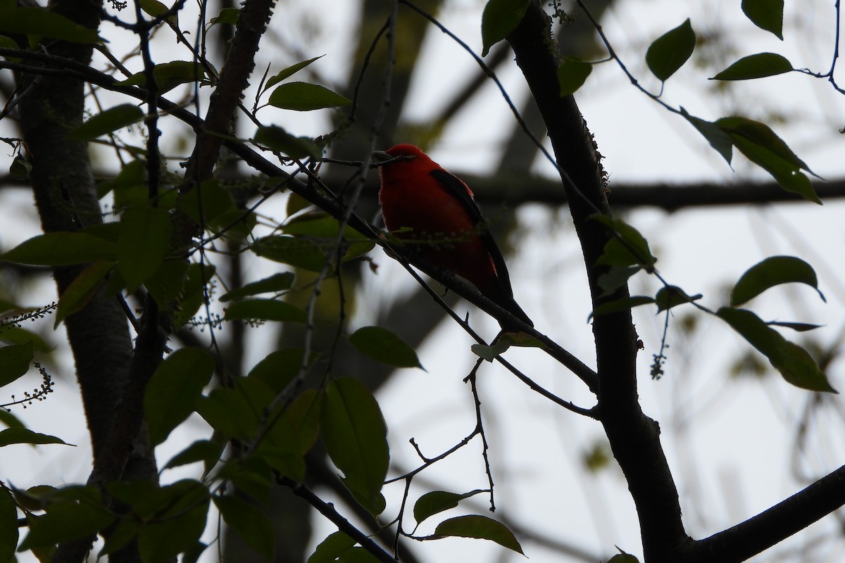 Scarlet Tanager - ML618938942